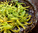 Aroma Kerze - Ylang Blüte